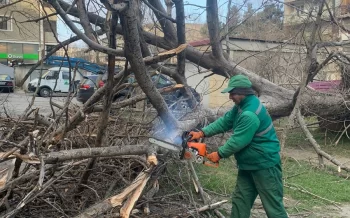 Güclü külək Bakıda 15 ağaca ziyan vurub