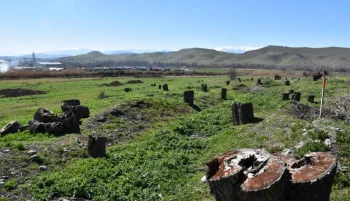 Cəbrayıl, Zəngilan və Füzulidə meşələrin bərpası yekunlaşmaq üzrədir