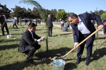 Neftçalada ağacəkmə aksiyası keçirilib