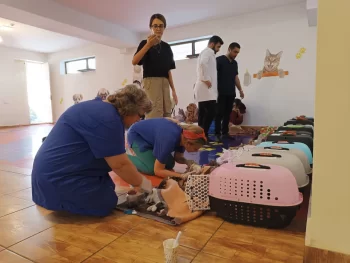 Baytarlıq Klinikasında sahibsiz heyvanların ödənişsiz sterilizasiya aksiyası davam edir