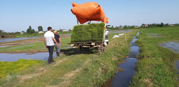 Çəltikçilik üzrə aparılan işlərin miqyası genişləndirilir