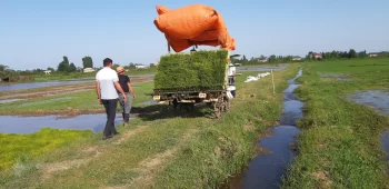 Çəltikçilik üzrə aparılan işlərin miqyası genişləndirilir