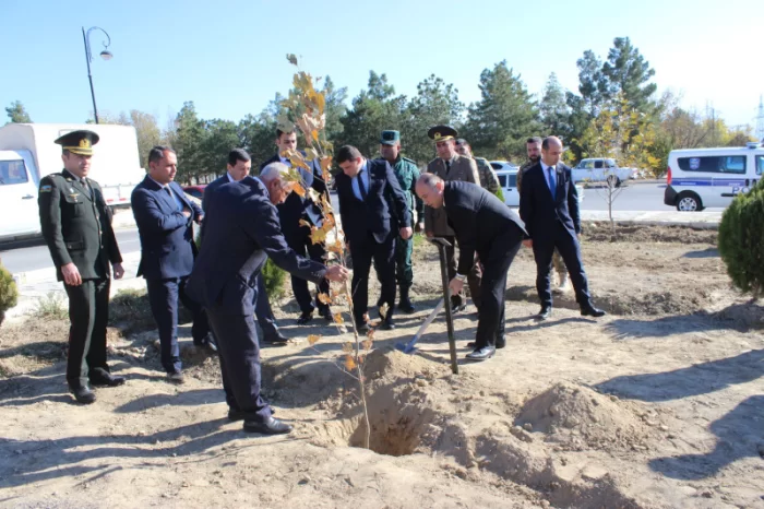 Ordubadda ağacəkmə aksiyası davam edir