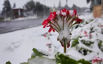 Bakıda qarlı havalara hazırlıq işləri görülür