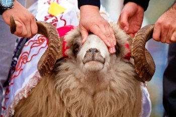 Qurbanlıq heyvanlar bu şərtlərlə kəsilməlidir